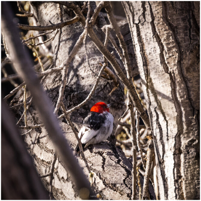 Wildlife Photography: Getting Lost with the Red-headed Woodpecker