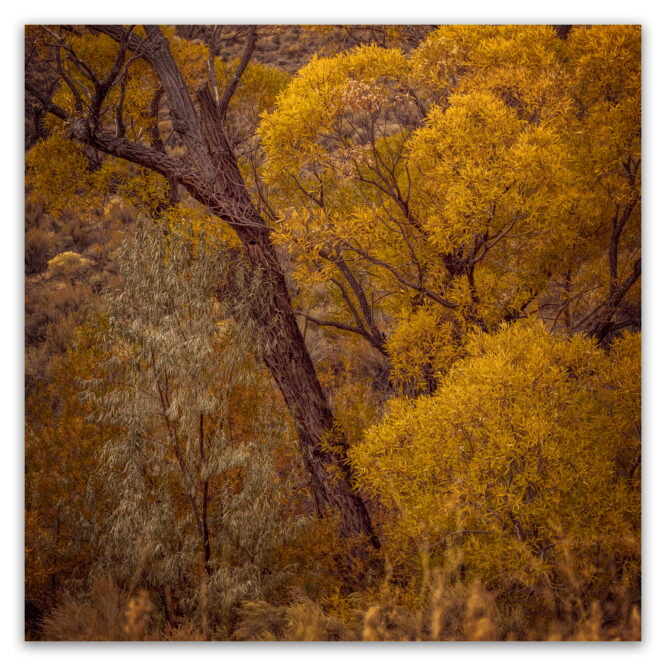Fall Color – Smith Valley, NV